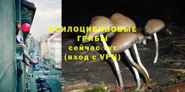 гашик Богданович